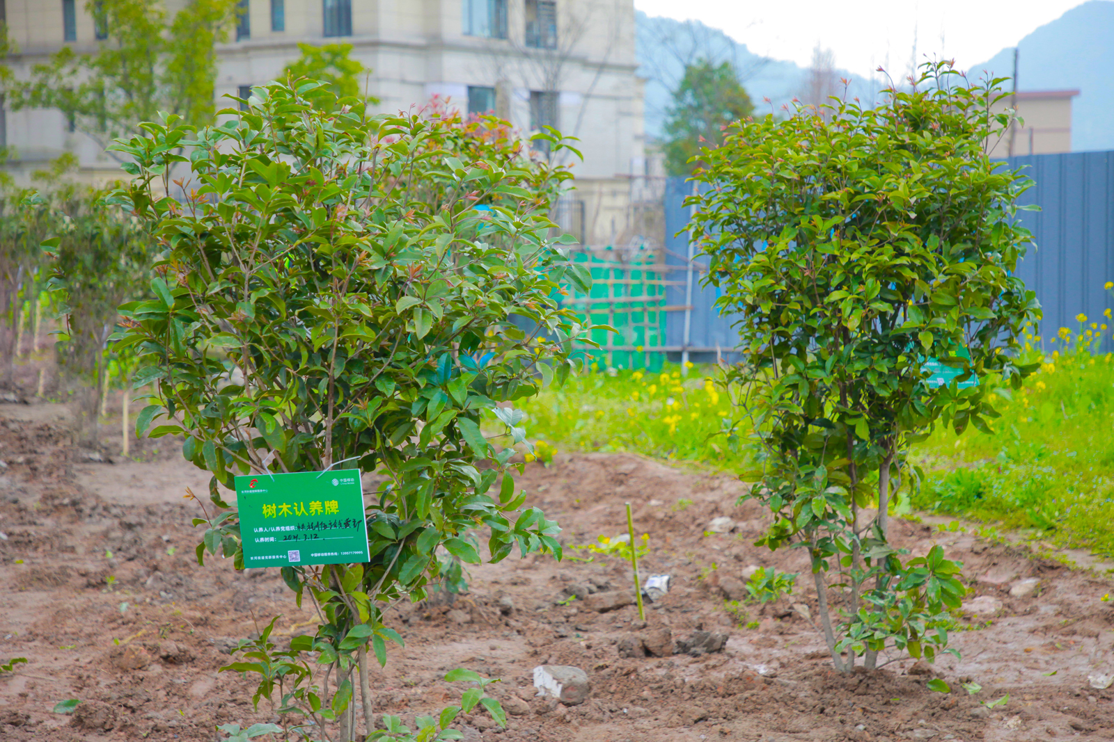 ���C�����Ę���