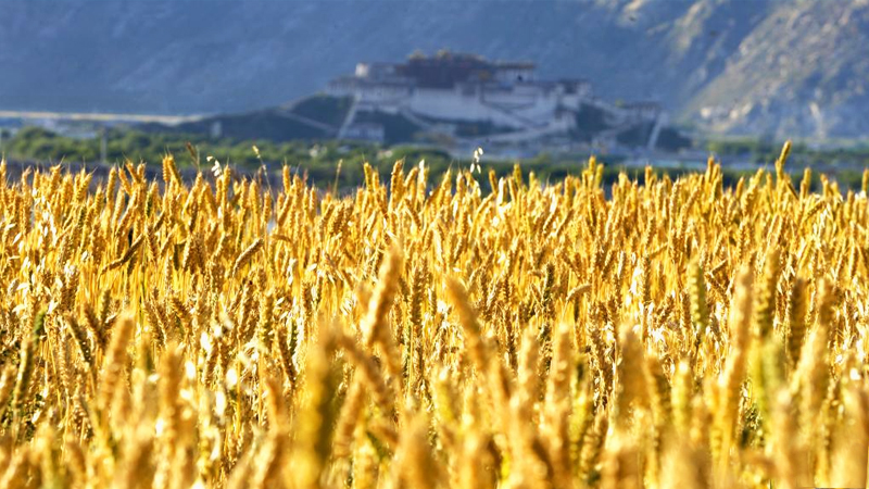 �Ї����a(ch��n)�h�����^��ؚ���ĳɹ��ܴa